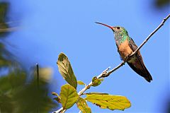 Buff-bellied Hummingbird